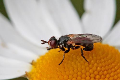 Thecophora sp.